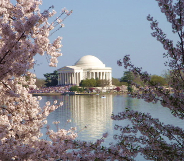 Cherry Blossoms Jefferson Memorial DC
